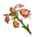 悼灵花图标