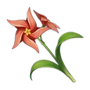 风车菊图标